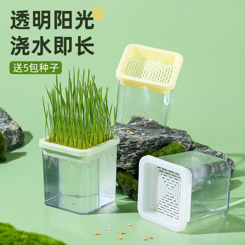 原创猫草盆栽猫咪化毛草小麦种子育苗盘无土水培杯懒人猫草种植盒 珍珠白 5包种子